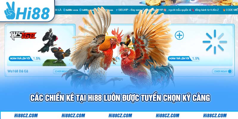 Các chiến kê tại Hi88 luôn được tuyển chọn kỹ càng