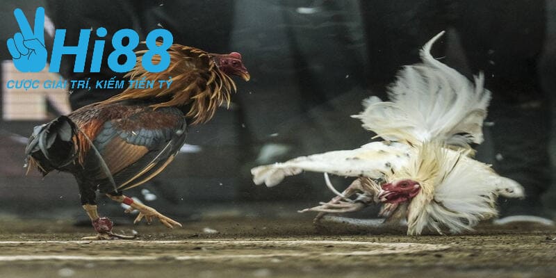 Có nhiều lý do giúp đá gà tre được nhiều bet thủ yêu thích