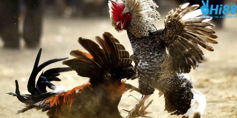 Các thể loại chơi đá gà hấp dẫn được yêu thích nhất