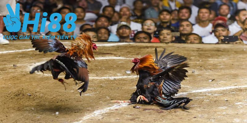 Giới thiệu tổng quan cho bet thủ về đá gà tre trực tiếp
