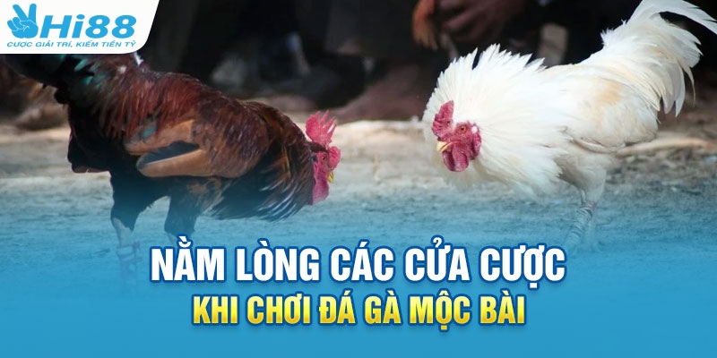 Nắm vững các cửa cược khi chơi trực tiếp đá gà Mộc Bài