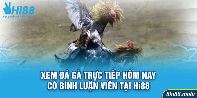 Xem đá gà trực tiếp hôm nay cuốn hút cùng bình luận viên